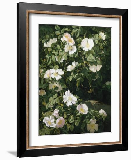 Dog Roses in Flower-Niels Peter Rasmussen-Framed Giclee Print