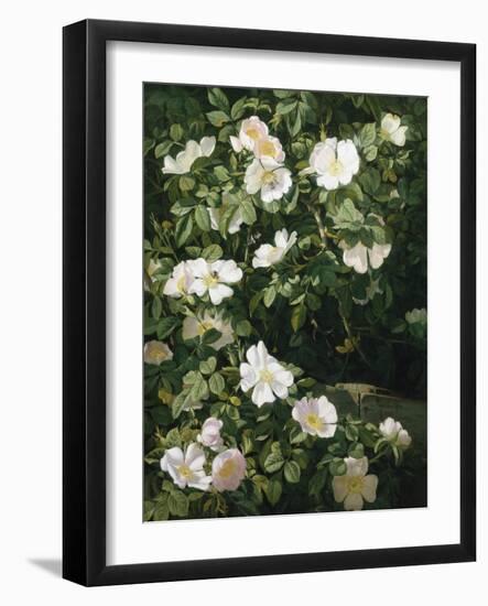 Dog Roses in Flower-Niels Peter Rasmussen-Framed Giclee Print