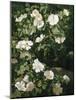 Dog Roses in Flower-Niels Peter Rasmussen-Mounted Giclee Print