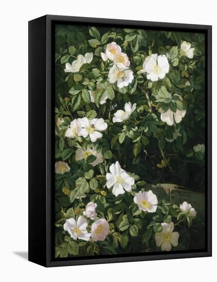 Dog Roses in Flower-Niels Peter Rasmussen-Framed Premier Image Canvas