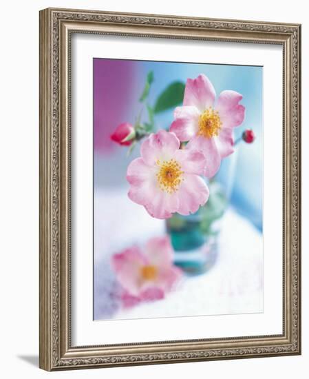 Dog Roses-Pernilla Bergdhal-Framed Art Print