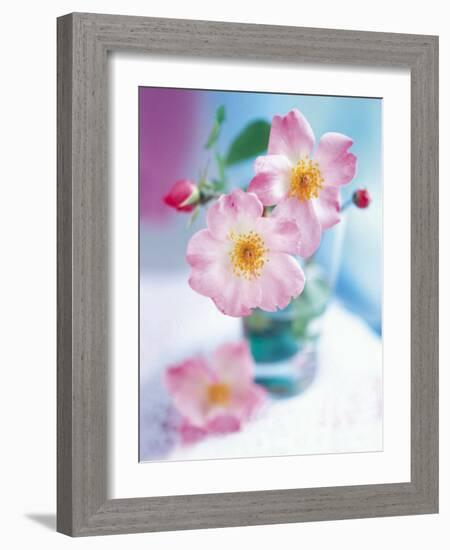 Dog Roses-Pernilla Bergdhal-Framed Art Print