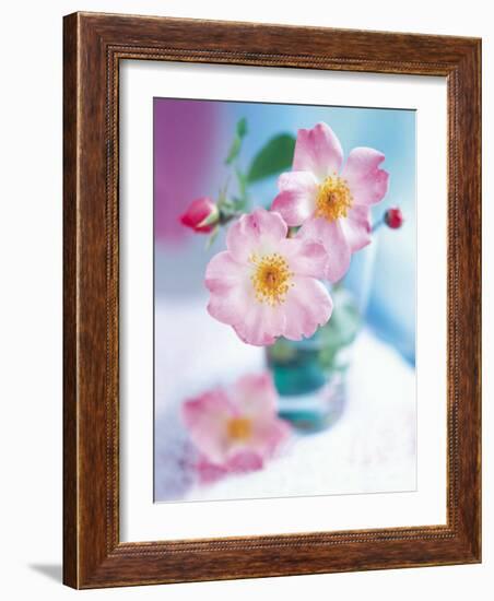 Dog Roses-Pernilla Bergdhal-Framed Art Print