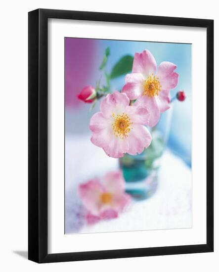 Dog Roses-Pernilla Bergdhal-Framed Art Print