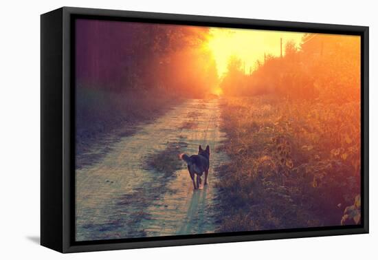 Dog Running in the Countryside-vvvita-Framed Premier Image Canvas