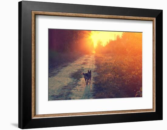 Dog Running in the Countryside-vvvita-Framed Photographic Print