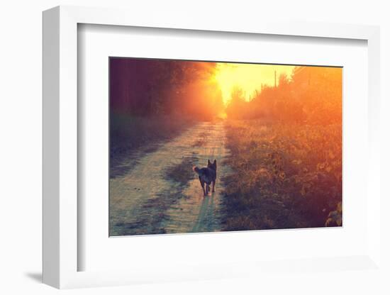 Dog Running in the Countryside-vvvita-Framed Photographic Print