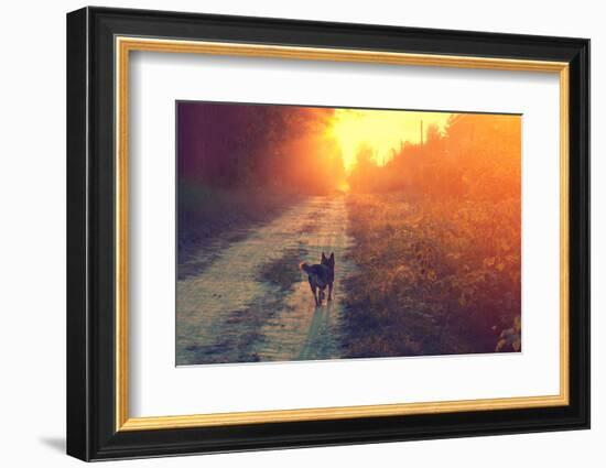 Dog Running in the Countryside-vvvita-Framed Photographic Print