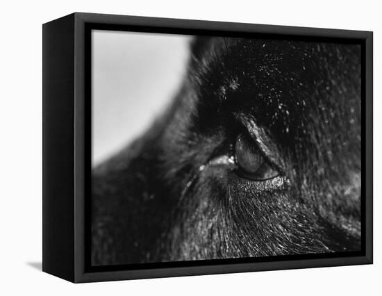 Dog's Eye-Henry Horenstein-Framed Premier Image Canvas