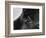 Dog's Eye-Henry Horenstein-Framed Photographic Print