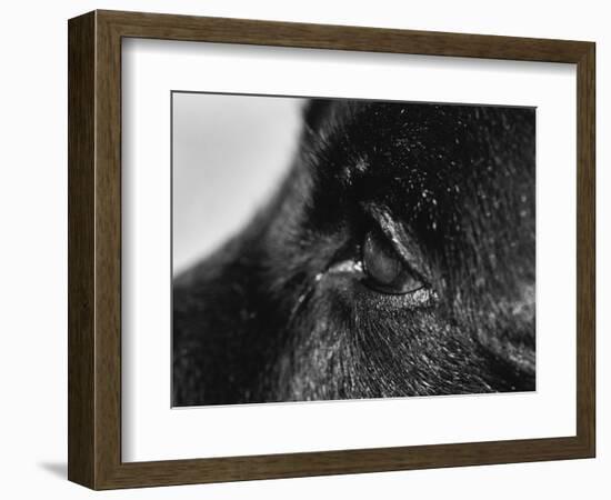 Dog's Eye-Henry Horenstein-Framed Photographic Print