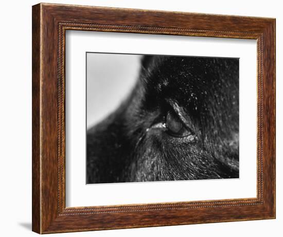 Dog's Eye-Henry Horenstein-Framed Photographic Print