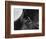 Dog's Eye-Henry Horenstein-Framed Photographic Print