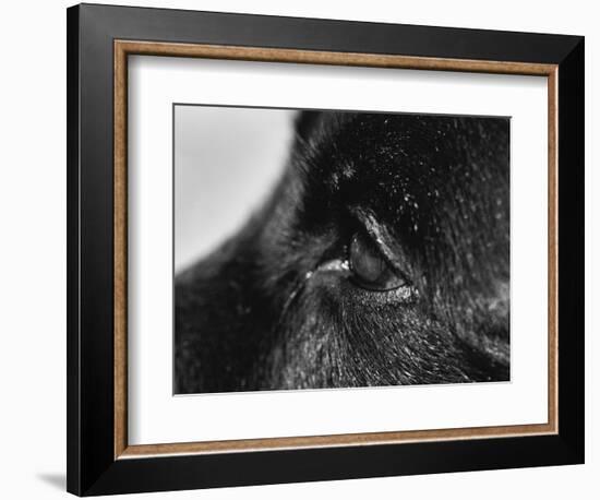 Dog's Eye-Henry Horenstein-Framed Photographic Print