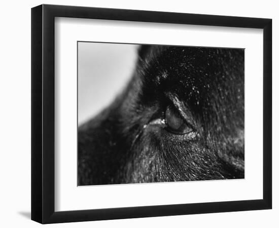 Dog's Eye-Henry Horenstein-Framed Photographic Print