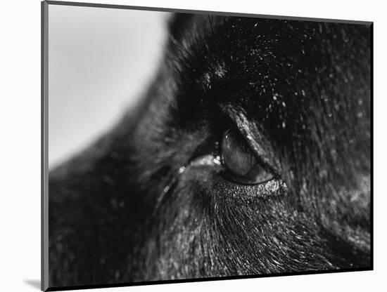 Dog's Eye-Henry Horenstein-Mounted Photographic Print