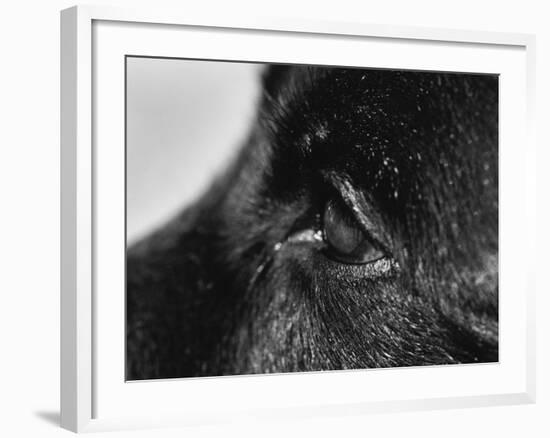 Dog's Eye-Henry Horenstein-Framed Photographic Print