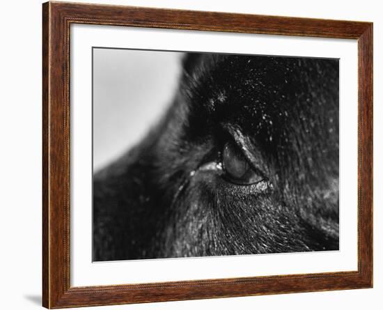 Dog's Eye-Henry Horenstein-Framed Photographic Print