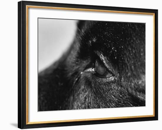 Dog's Eye-Henry Horenstein-Framed Photographic Print