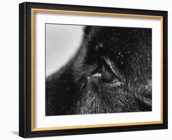 Dog's Eye-Henry Horenstein-Framed Photographic Print