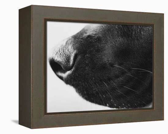 Dog's Nose-Henry Horenstein-Framed Premier Image Canvas