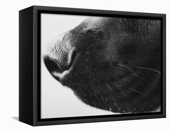 Dog's Nose-Henry Horenstein-Framed Premier Image Canvas