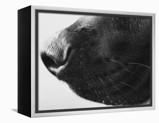 Dog's Nose-Henry Horenstein-Framed Premier Image Canvas