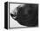 Dog's Nose-Henry Horenstein-Framed Premier Image Canvas