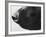Dog's Nose-Henry Horenstein-Framed Photographic Print