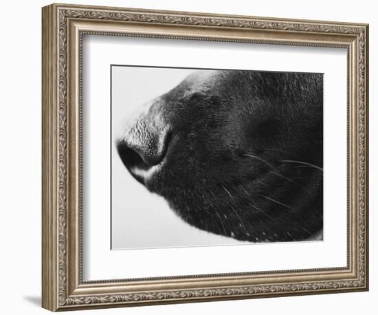 Dog's Nose-Henry Horenstein-Framed Photographic Print