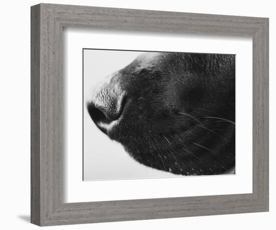 Dog's Nose-Henry Horenstein-Framed Photographic Print