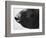 Dog's Nose-Henry Horenstein-Framed Photographic Print