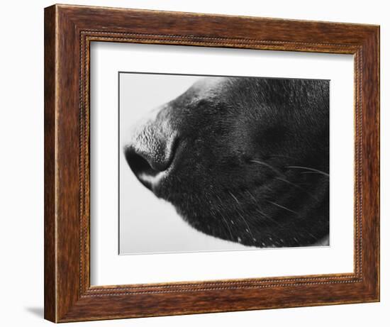 Dog's Nose-Henry Horenstein-Framed Photographic Print