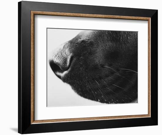 Dog's Nose-Henry Horenstein-Framed Photographic Print