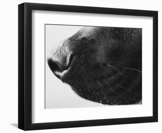 Dog's Nose-Henry Horenstein-Framed Photographic Print