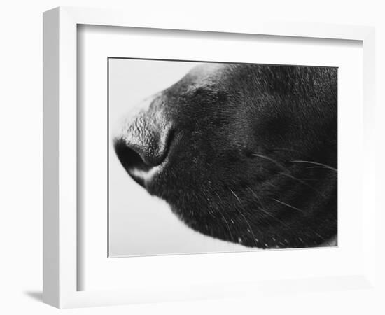 Dog's Nose-Henry Horenstein-Framed Photographic Print