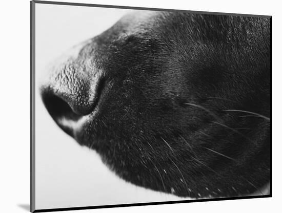 Dog's Nose-Henry Horenstein-Mounted Photographic Print