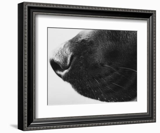 Dog's Nose-Henry Horenstein-Framed Photographic Print