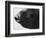 Dog's Nose-Henry Horenstein-Framed Photographic Print