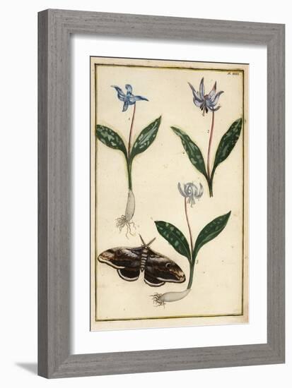 Dog's-Tooth-Violet or Dogtooth Violet, Erythronium Dens-Canis, and Moth-Daniel Rabel-Framed Giclee Print