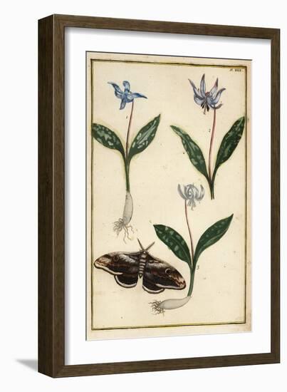 Dog's-Tooth-Violet or Dogtooth Violet, Erythronium Dens-Canis, and Moth-Daniel Rabel-Framed Giclee Print