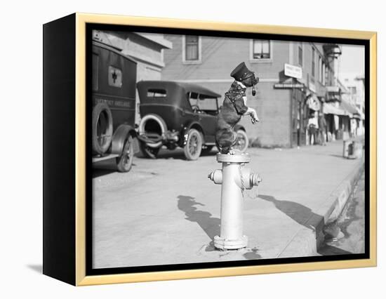 Dog Seated on Fire Hydrant-Bettmann-Framed Premier Image Canvas