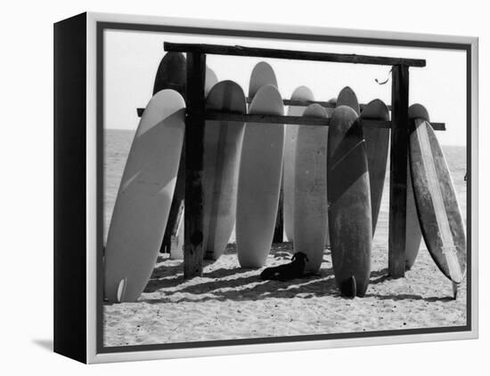 Dog Seeking Shade under Rack of Surfboards at San Onofre State Beach-Allan Grant-Framed Premier Image Canvas