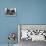 Dog Seeking Shade under Rack of Surfboards at San Onofre State Beach-Allan Grant-Mounted Photographic Print displayed on a wall