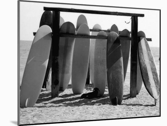 Dog Seeking Shade under Rack of Surfboards at San Onofre State Beach-Allan Grant-Mounted Photographic Print
