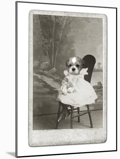 Dog Series #5-J Hovenstine Studios-Mounted Giclee Print