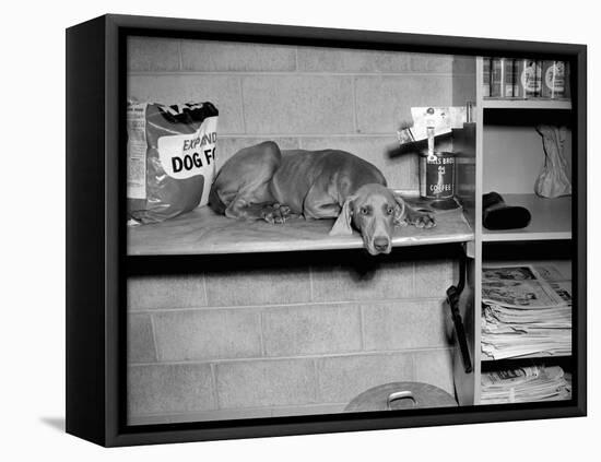 Dog Sits on a Shelf at Shelter in Oakland, California, Ca. 1963.-Kirn Vintage Stock-Framed Premier Image Canvas