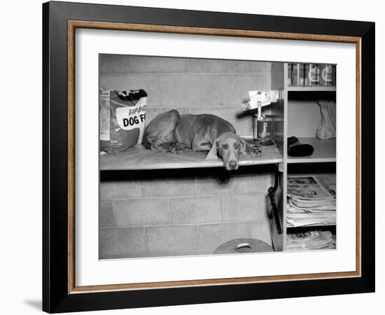 Dog Sits on a Shelf at Shelter in Oakland, California, Ca. 1963.-Kirn Vintage Stock-Framed Photographic Print