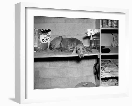 Dog Sits on a Shelf at Shelter in Oakland, California, Ca. 1963.-Kirn Vintage Stock-Framed Photographic Print