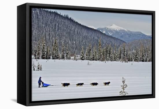 Dog Sled Races are a Popular Winter Passion for Many Mushers in Northern Climates-Richard Wright-Framed Premier Image Canvas